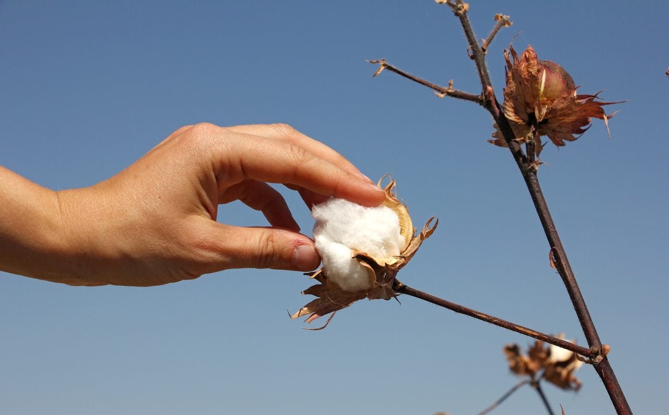Cotton buds manufacturing journey from farm to factory by SwabMasters – cotton swabs manufacturer