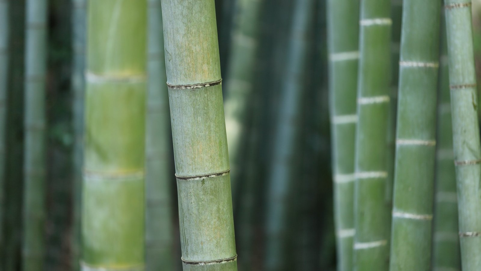 Natural bamboo material used for bamboo stick cotton buds
